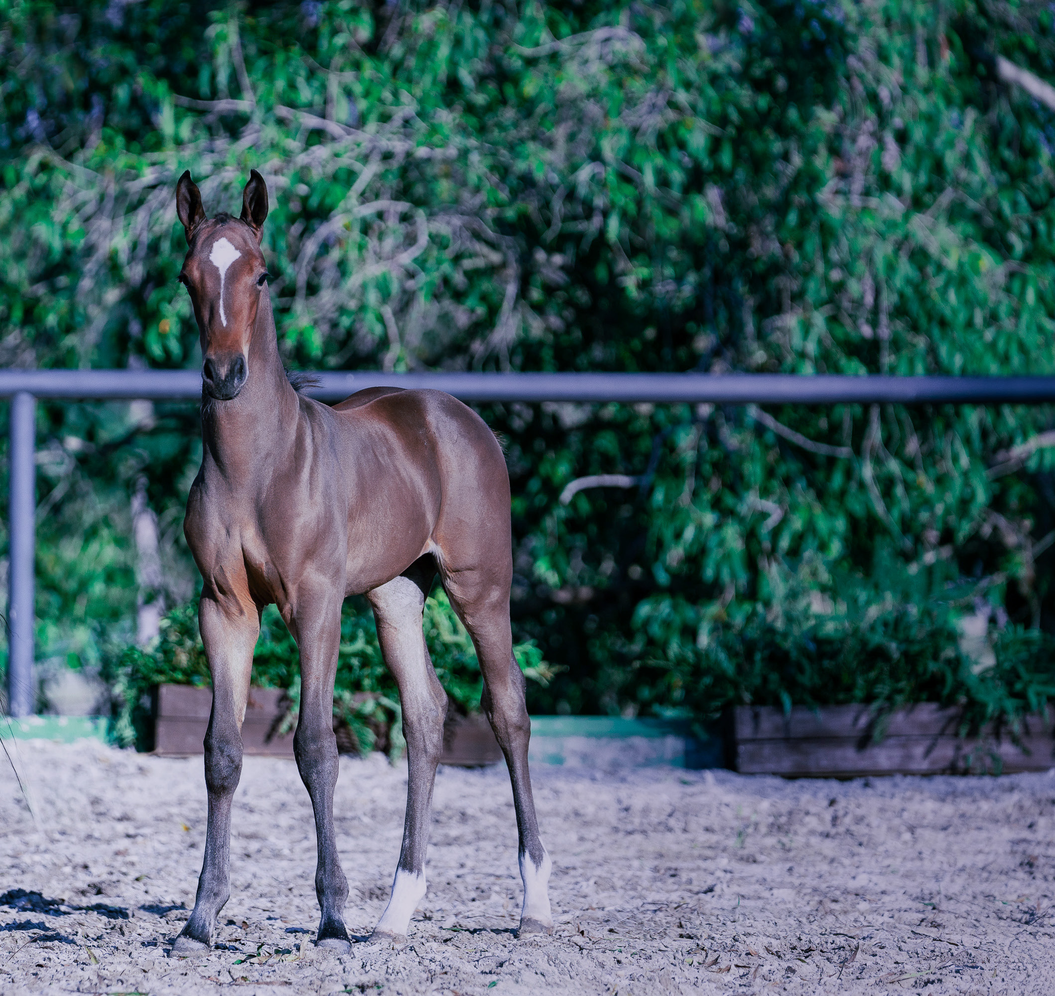 Foal in a paddock at IN OVA's equine reproduction facility in Bodenwöhr, Germany